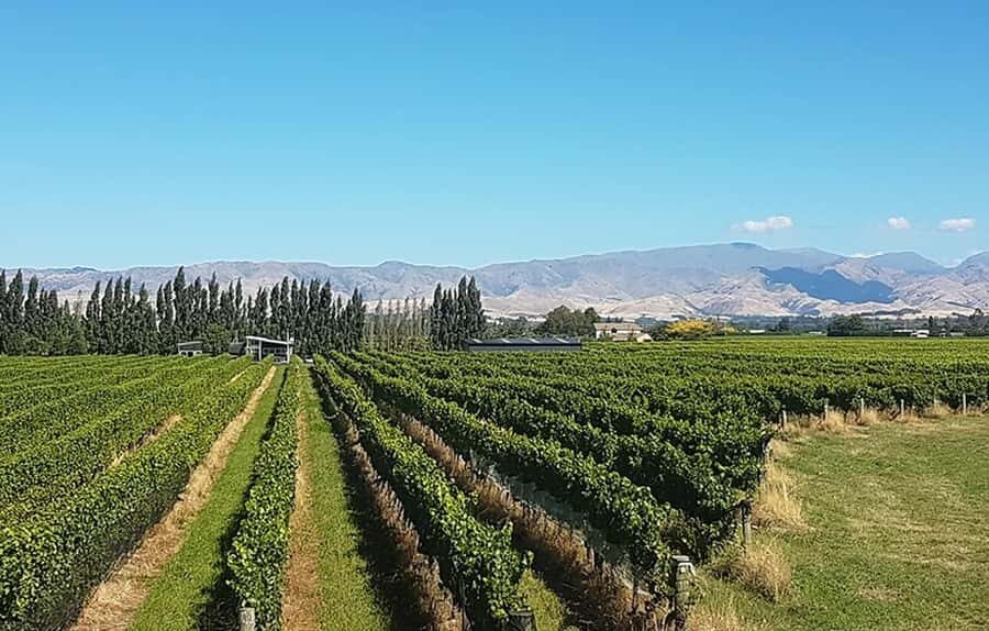 Marlborough: Full-Day Private Driving Wine Tour - Is It Worth the Price?