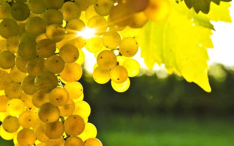 Marlborough Full Day Wine Tour - What You Can Expect: A Realistic Look