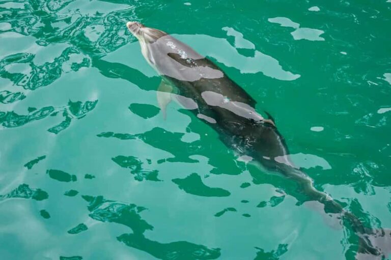 Marlborough Sounds and Ship Cove Cruise from Picton - What to Expect During the Cruise