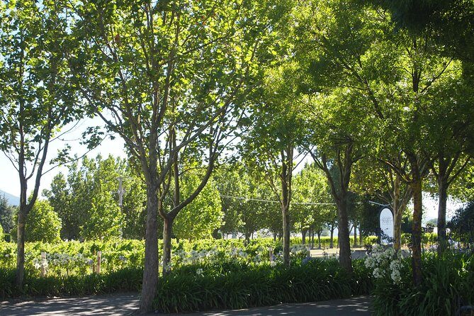Marlborough Wine Region Tour from the Port of Picton - What You Can Expect: Value and Experience
