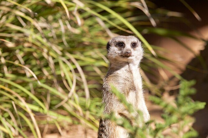 Meerkat Experience at Werribee Open Range Zoo - excl. entry - What makes this experience stand out?