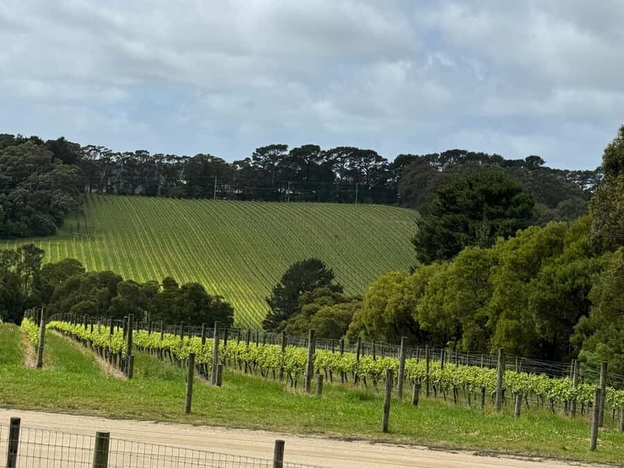 MEL: Private Yarra Valley Wine & Healesville Sanctuary Tours - Who Will Love This Tour?