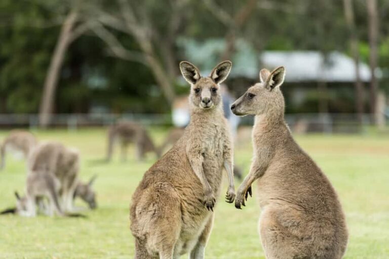 Melbourne: 2-Day Great Ocean Road & Grampians Tour - Exploring the 2-Day Itinerary