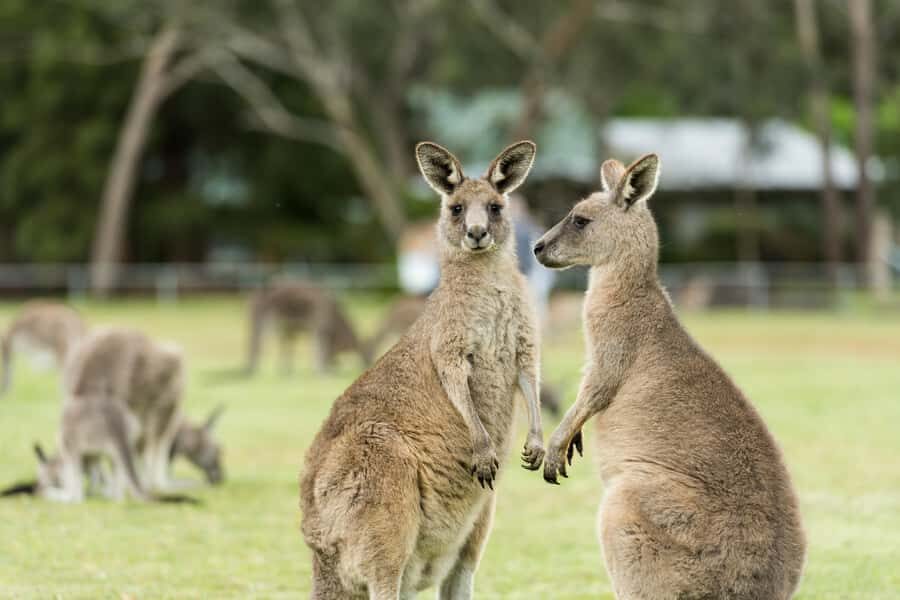 Melbourne: 2-Day Great Ocean Road & Grampians Tour - Exploring the 2-Day Itinerary
