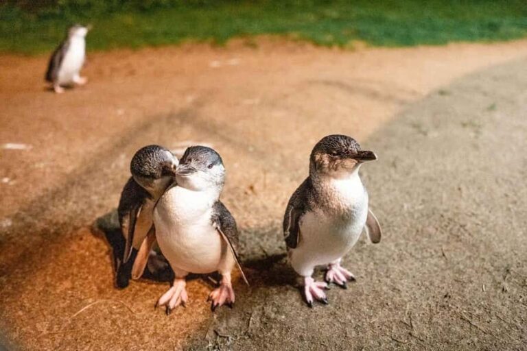 Melbourne: Boutique Phillip Island Wine, Dine & Penguin Tour - San Remo: The Gateway to Phillip Island