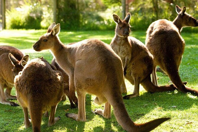 Melbourne City Card (3 Days): Visit Unlimited Attractions! - Authentic Experiences and Traveler Feedback