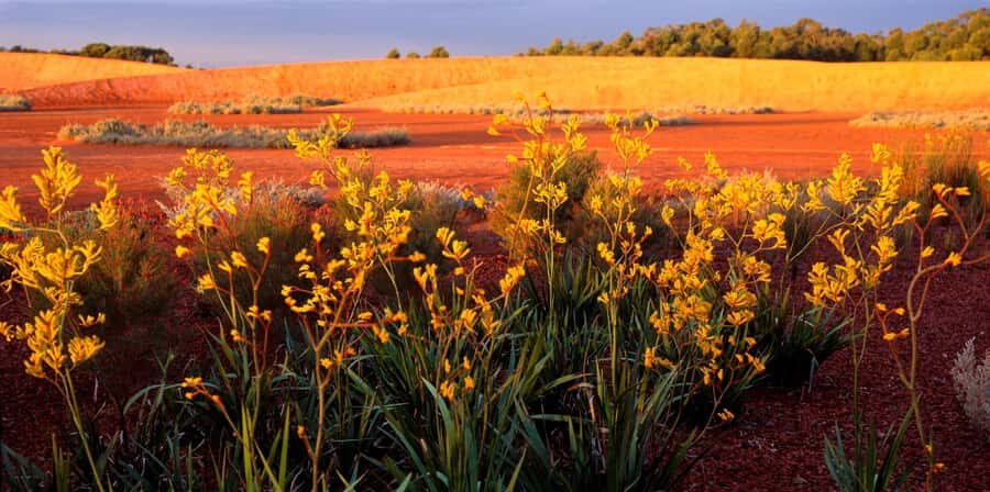 Melbourne: Cranbourne Gardens Electric Explorer Tour - The Value for Travelers
