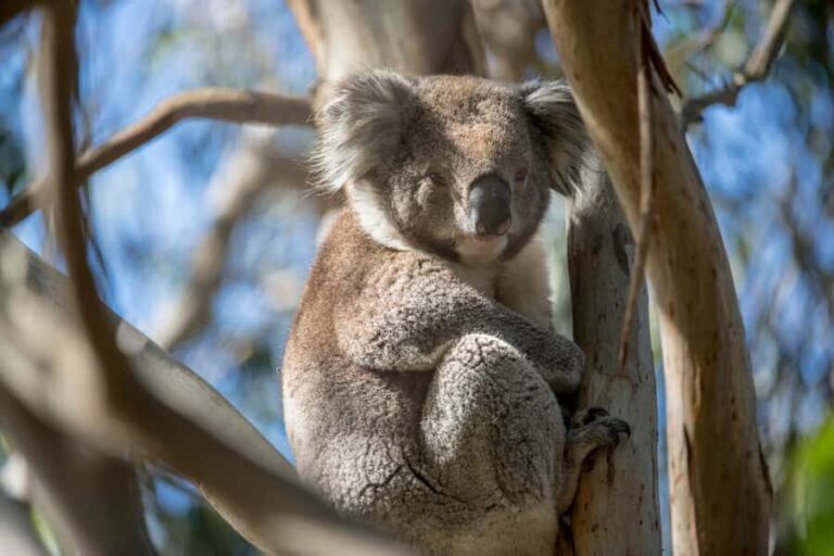 Melbourne: French and Phillip Island Wildlife Expedition - Transportation and Duration