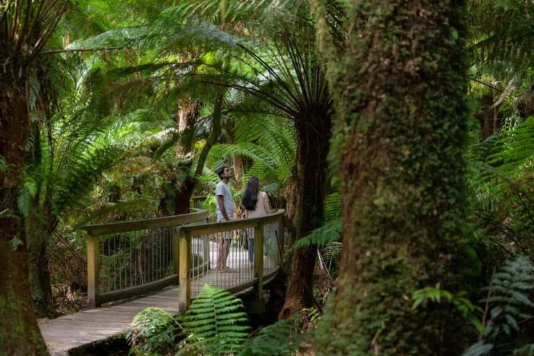 Melbourne: Great Ocean Road, 12 Apostles & Rainforest Tour - What Travelers Say: Authentic Perspectives