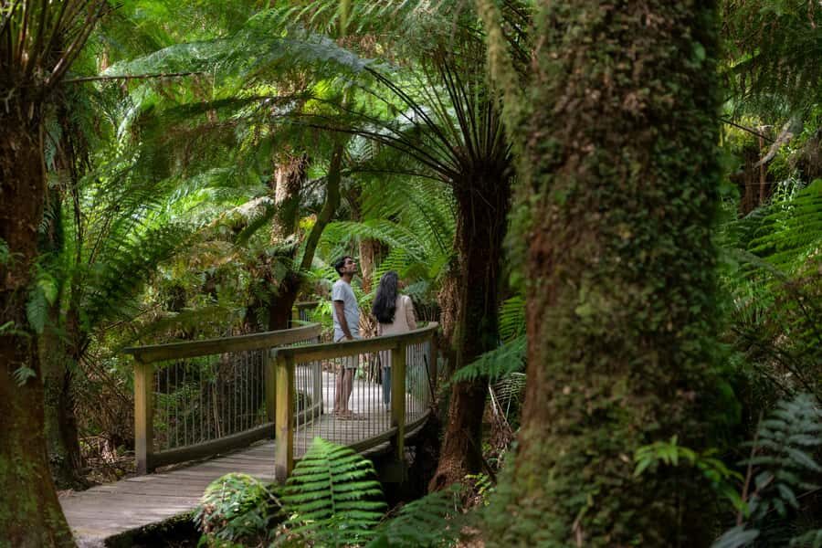 Melbourne: Great Ocean Road, 12 Apostles & Rainforest Tour - What Travelers Say: Authentic Perspectives