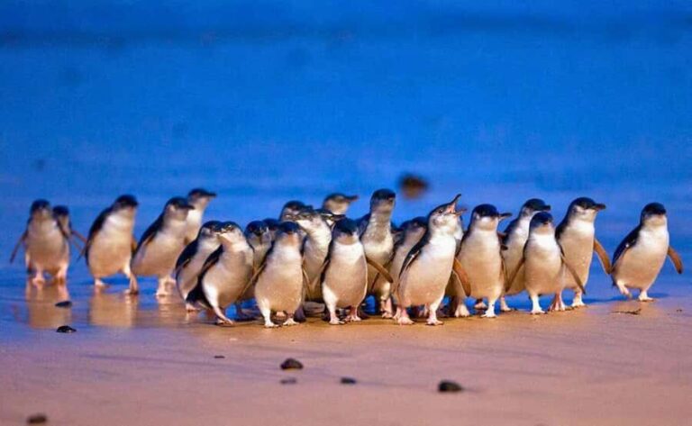 Melbourne: Great Ocean Road, Penguin Parade & Free City Tour - Day 1: The Great Ocean Road – A Coastal Masterpiece