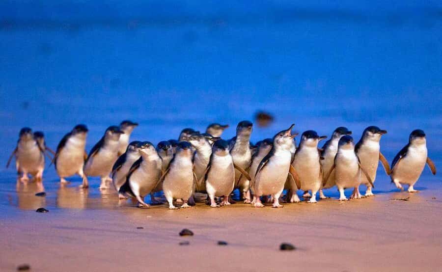 Melbourne: Great Ocean Road, Penguin Parade & Free City Tour - Day 1: The Great Ocean Road – A Coastal Masterpiece