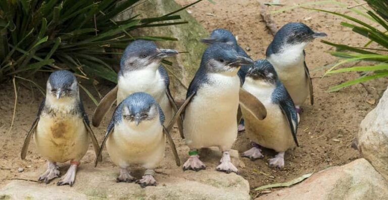 Melbourne: Healesville Sanctuary & Phillip Island Tour - What Are the Key Points?