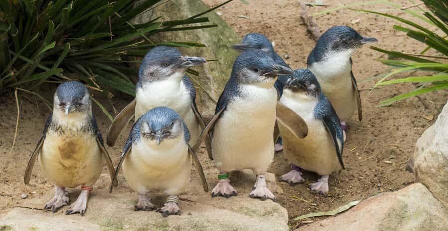 Melbourne: Healesville Sanctuary & Phillip Island Tour - What Are the Key Points?