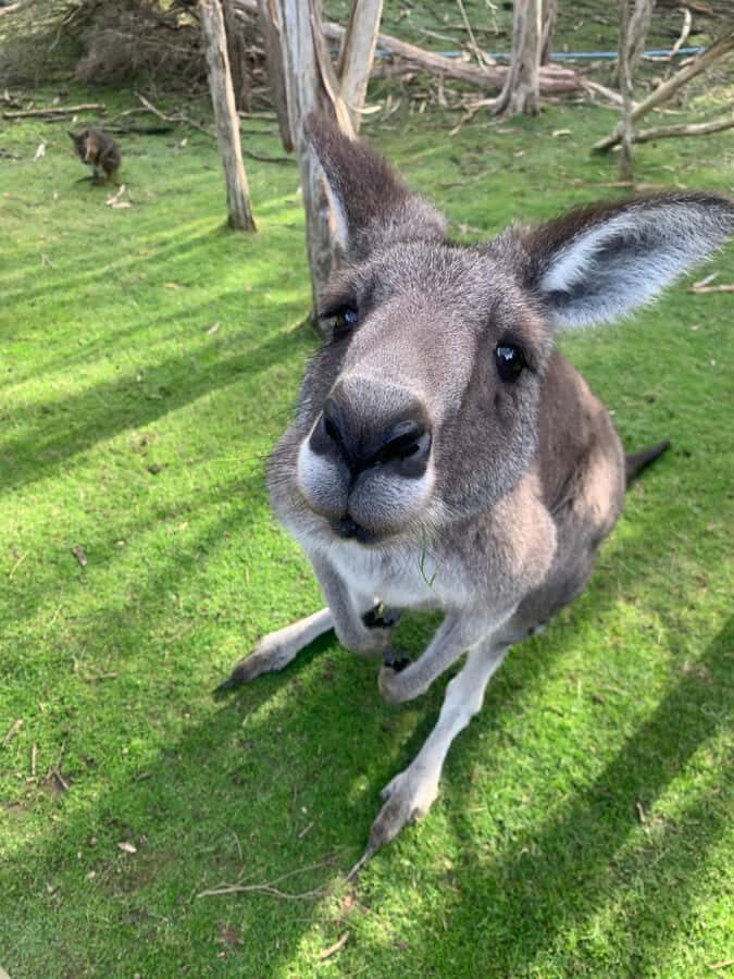Melbourne: Moonlit Sanctuary and Brighton Beach Boxes Tour - The Logistics and Practicalities