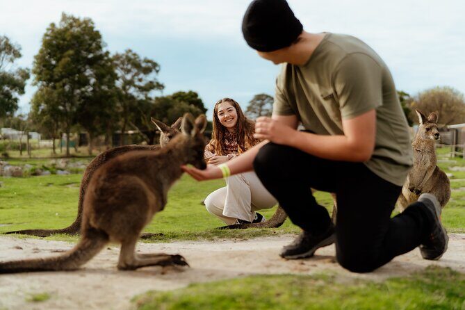 Melbourne: Penguin Parade , Koala & Brighton Bathing Boxes - Wildlife Encounters at Maru Koala and Animal Park