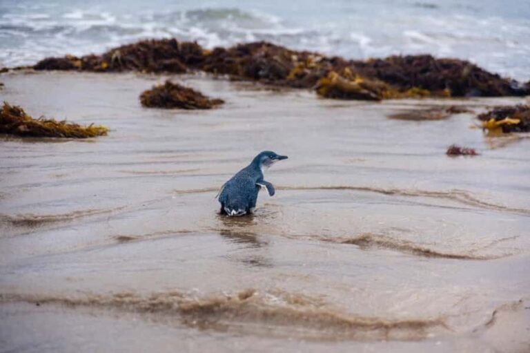 Melbourne: Penguin Parade & Phillip Island Scenic Day Tour - The Practical Side: What to Expect