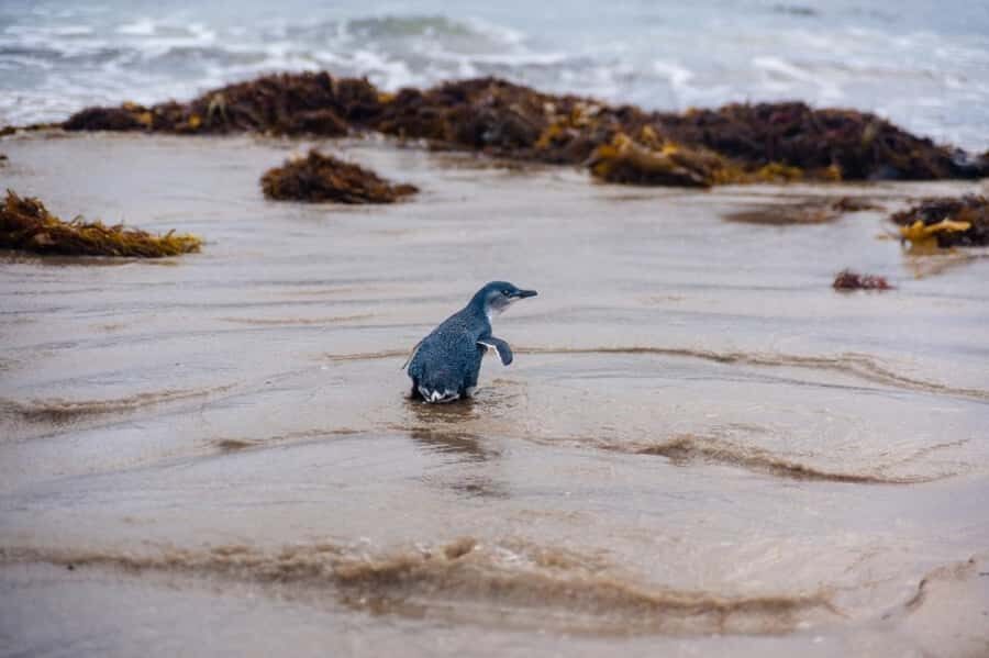 Melbourne: Penguin Parade & Phillip Island Scenic Day Tour - The Practical Side: What to Expect