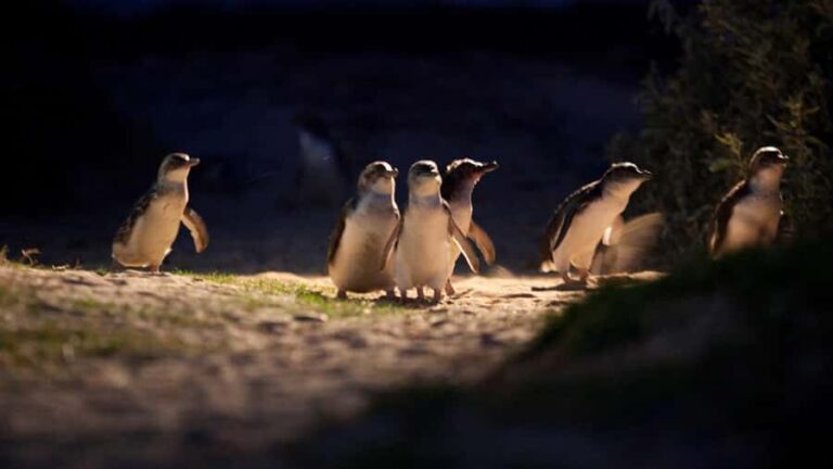 Melbourne: Phillip Island Penguin Parade Watching Day Tour - A Full Breakdown of the Tour