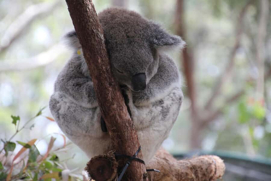 Melbourne: Phillip Island Penguins, Koalas & Hike Tour - A Thoughtful Itinerary for Genuine Exploration