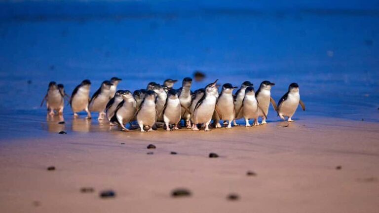 Melbourne: Phillip Island Private Tour, Penguin and Koala - Analyzing the Value