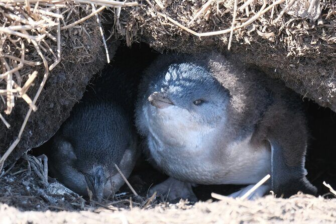 Melbourne Phillip Island Private Tour: Penguin Parade & Wildlife - The Sum Up