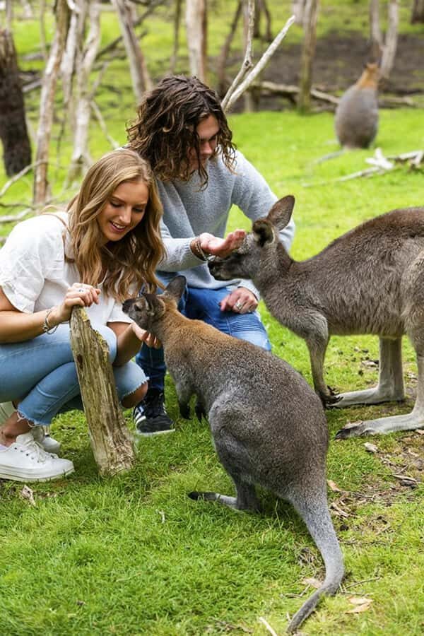 Melbourne: Phillip Island Private Tour with Penguin Parade - Detailed Breakdown of the Itinerary
