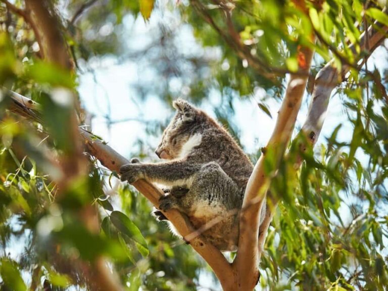 Melbourne: Phillip Island Private Trip, Penguin and Wildlife - Analyzing the Value