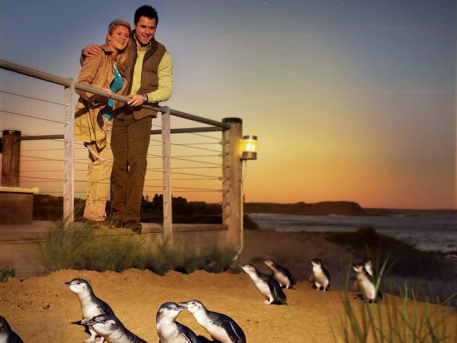 Melbourne: Phillip Island Tour with Koalas & Penguins - Analyzing the Tour’s Value
