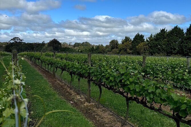 Melbourne: Private Mornington Peninsula & Winery Tours. - Who Will Love This Tour?