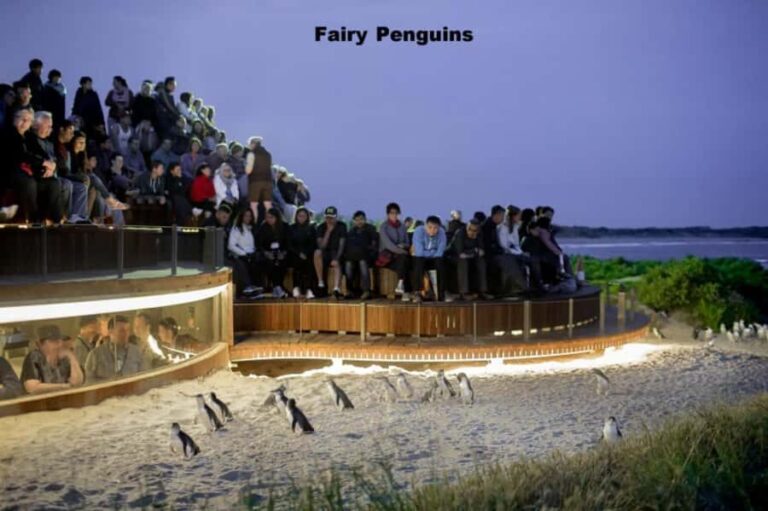 Melbourne: Private Phillip Island Penguin Parade Tour - An In-Depth Look at the Tour Experience