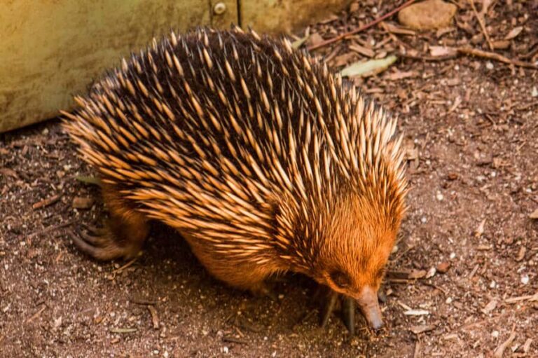 Melbourne: Puffing Billy & Healesville Sanctuary Scenic Tour - What Travelers Say