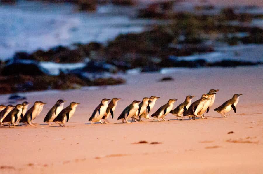 Melbourne: Puffing Billy Penguin Parade Brighton Boxes Tour - Practical Considerations and Value