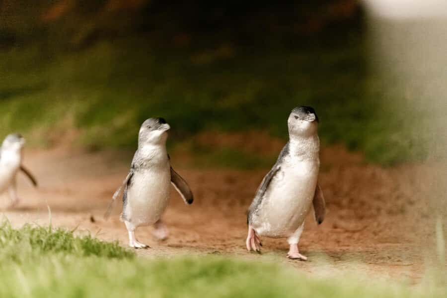 Melbourne Puffing Billy & Penguins Day Tour - Detailed Breakdown of the Itinerary