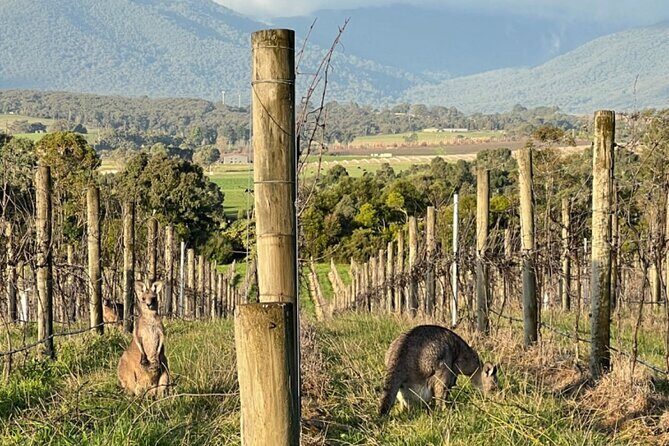 Melbourne Yarra Valley Wineries Explore Private Tour - What Travelers Say