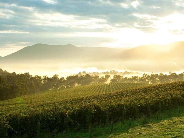 Melbourne: Yarra Valley Wineries Private Day Tour - An In-Depth Look at the Tour
