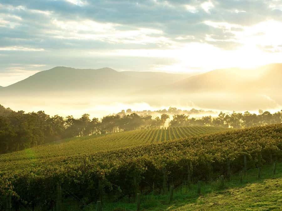 Melbourne: Yarra Valley Wineries Private Day Tour - An In-Depth Look at the Tour