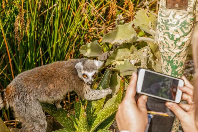 Melbourne Zoo: 1-Day Entry Ticket - Who Will Love Melbourne Zoo?
