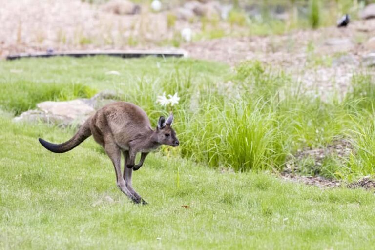 Melbourne Zoo: Australian Wildlife Experience Ticket - Authentic Experience and Value