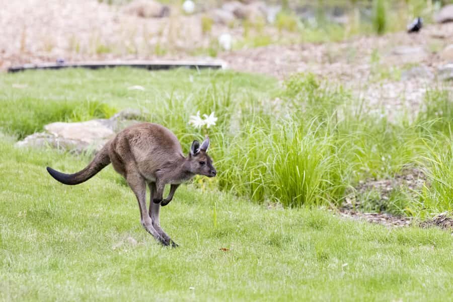 Melbourne Zoo: Australian Wildlife Experience Ticket - Authentic Experience and Value