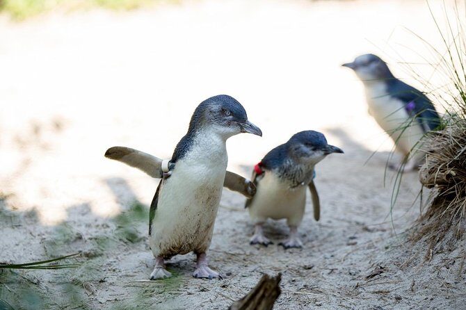 Melbourne Zoo General Entry Ticket - Who Will Love Melbourne Zoo?