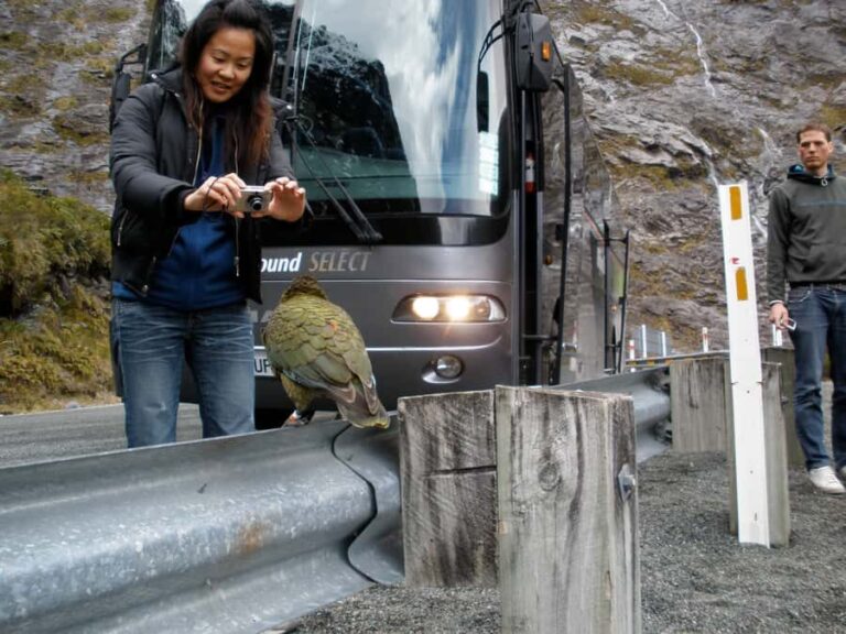 Milford Sound Premium Day Tour and Cruise from Te Anau - Pricing, Value, and Practical Tips
