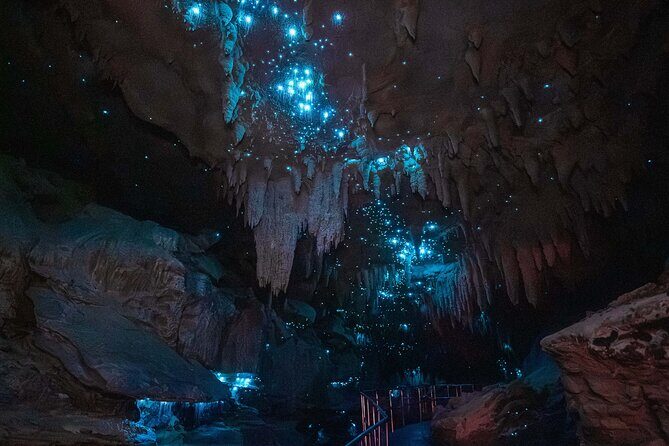 Milkyway Glowworm Cave Tour from Auckland Port - The Practical Side