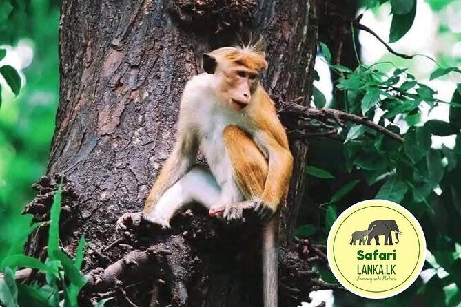 Minneriya Half Day Safari - Who Will Love This Tour?