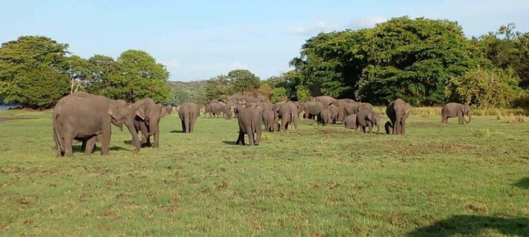 Minneriya National Park Safari - The Itinerary Breakdown