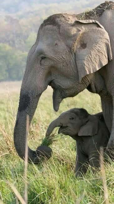 Minneriya National Park Safari See Wild Elephants Up Close - The Practical Side: Cost, Booking, and What to Bring