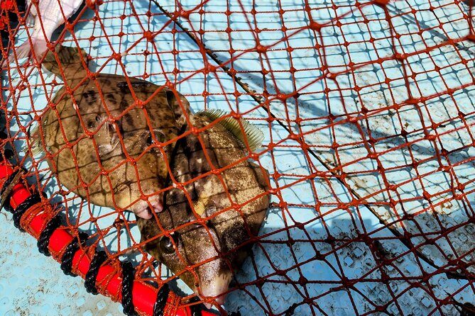 Mizuhashi Fishing Port Tokyo City Sightseeing - Why This Tour Offers Real Value