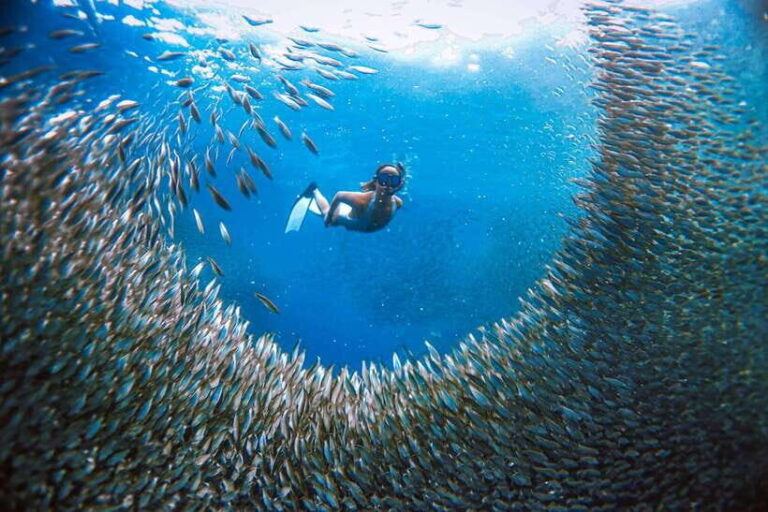 Moalboal: Island Hopping and Mantayupan Falls Day Trip - The Sardine Run: A Visual Feast