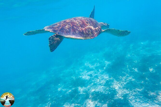 Moalboal Island Hopping (Pescador Island, Sardines and Turtles) - Talisay Point: Sea Turtles and Final Snorkeling