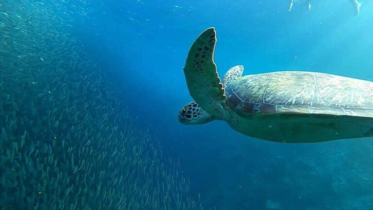Moalboal: Pescador Island Hopping Adventure and Sardine Run - What We Can Learn from Reviews